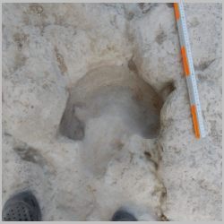 DSCN0531cr Resembles sauropod manus.jpg